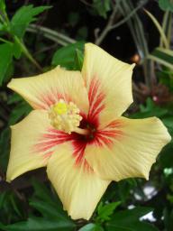 Hibiscus Cuban Variety